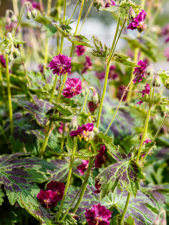 Dusky Cranesbill also known as Geranium phaeum var. phaeum 'Samobor'.